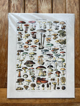 Load image into Gallery viewer, Large Mushroom Poster
