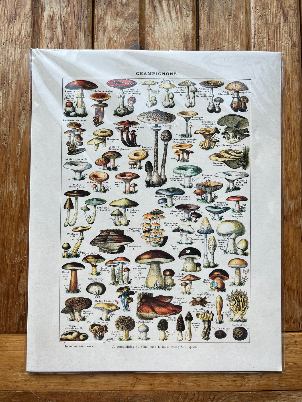 Large Mushroom Poster
