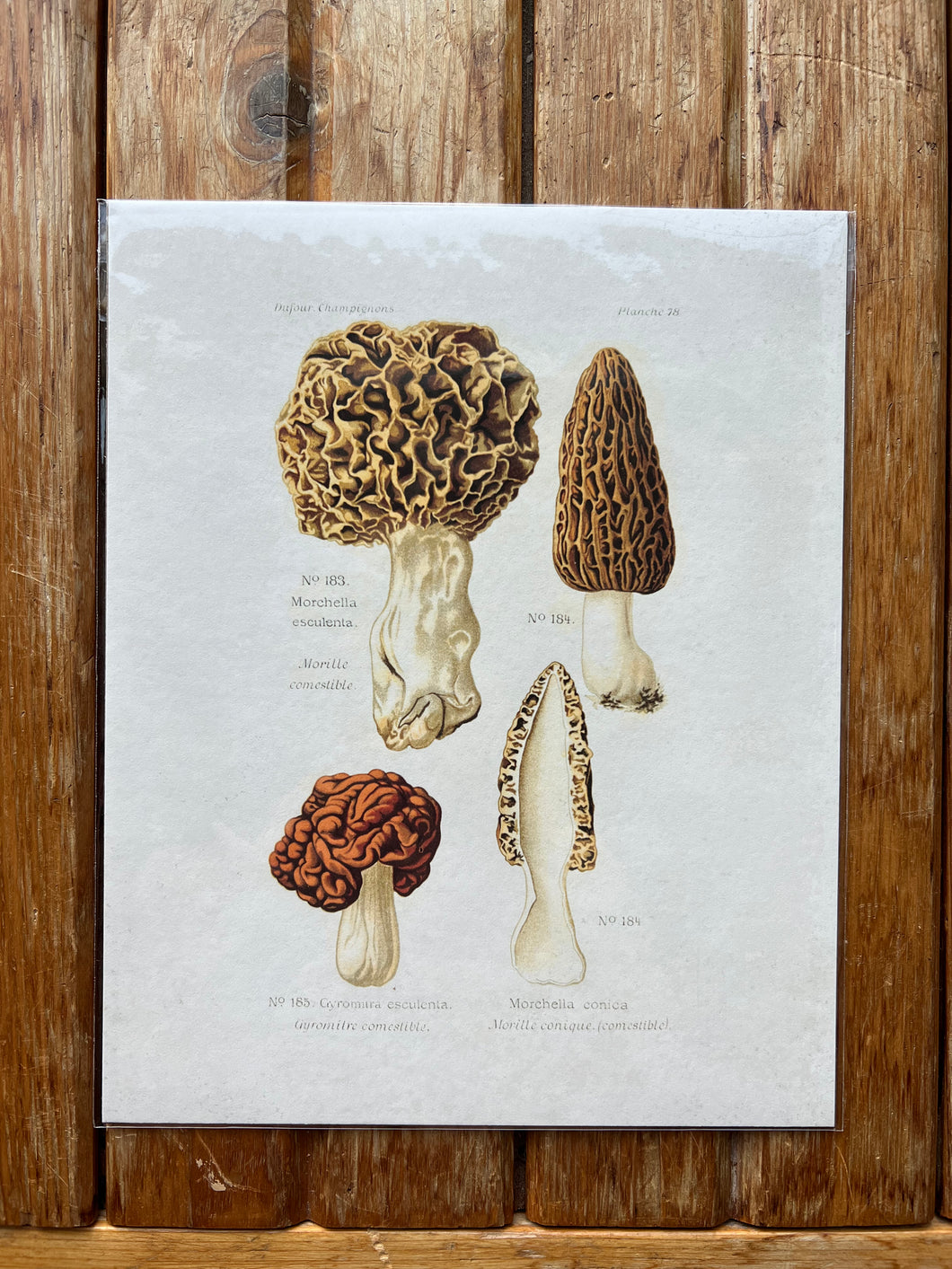 Morel Mushroom Poster