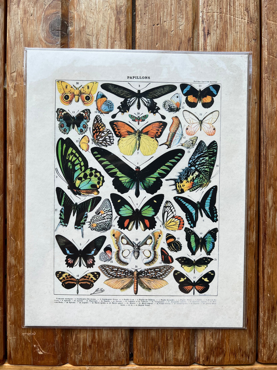 Butterfly Poster #1